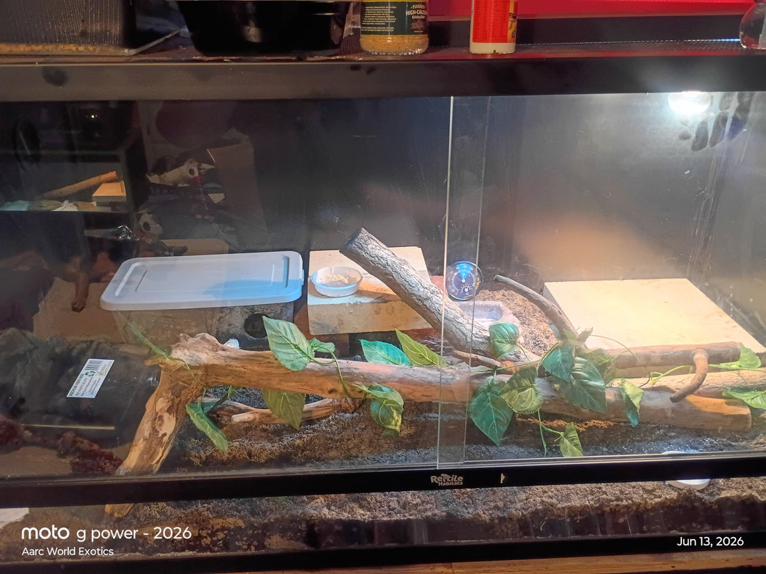 So You Want a Reptile? Let's Talk About the Part Nobody Puts on Instagram