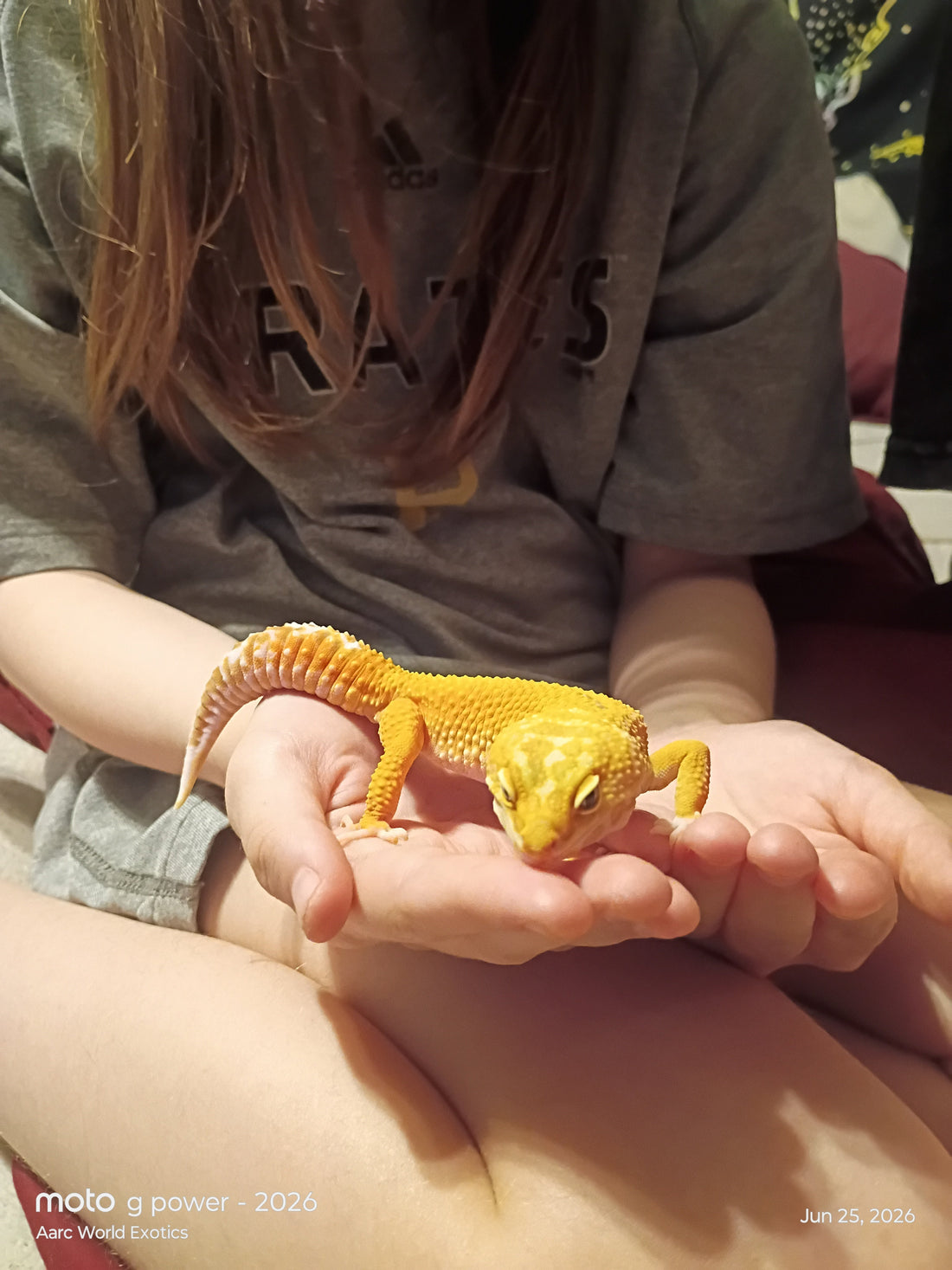 Child holding a yellow leopard gecko in their hands