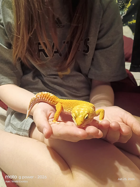 Child holding a yellow leopard gecko in their hands
