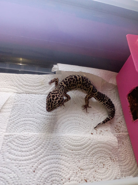 Why Leopard Geckos Make Amazing Pets (And Why They Might Not Be Right for You)