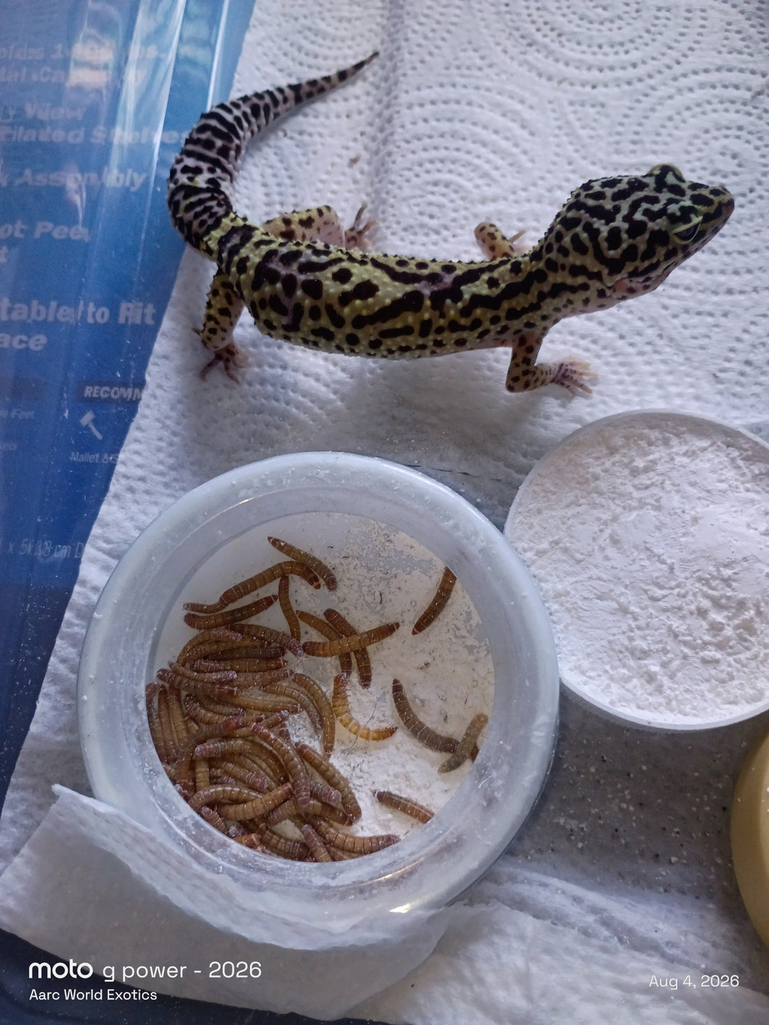 How One Trade Changed Our Entire Breeding Program