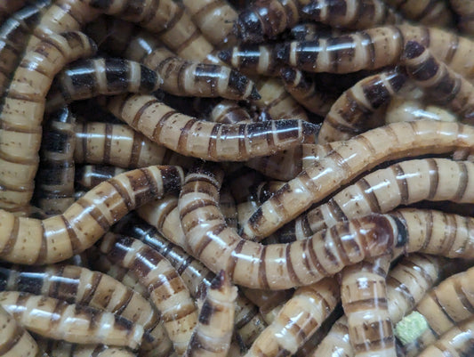 Live Superworms